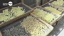Le nuove regole per le orecchiette fatte in casa
