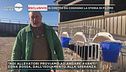 Codogno, parla un allevatore
