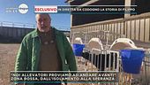 Codogno, parla un allevatore