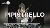 Coronavirus: come è arrivato all'uomo