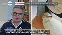 Gli animali possono essere portatori di contagio?