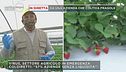 La raccolta delle fragole: la terra è bassa, ma l'attività rende e comprende anche vitto e alloggio
