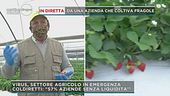La raccolta delle fragole: la terra è bassa, ma l'attività rende e comprende anche vitto e alloggio