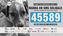 Emergenza Covid-19: Un aiuto per gli animali