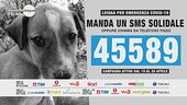Emergenza Covid-19: Un aiuto per gli animali