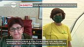 In diretta da un'azienda di meloni in difficoltàper mancanza di manodopera