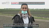 In diretta per l'emergenza coltiva pomodori