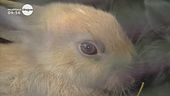 "Anche gli animali possono contagiare"