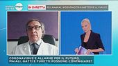 Maiali, gatti e furetti possono contagiare?