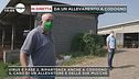Da un allevamento di Codogno