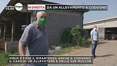 Da un allevamento di Codogno