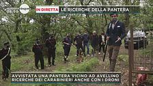 Summonte, avvistata una pantera