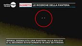Le ricerche della pantera