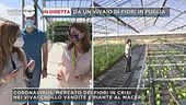 La crisi del mercato dei fiori