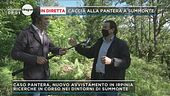 Caccia alla pantera a Summonte
