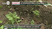 Sulle tracce della pantera