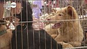 Cina, mattanza senza regole