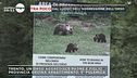 Trentino, orso aggredisce padre e figlio
