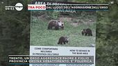 Trentino, orso aggredisce padre e figlio
