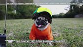 Cani Social - cani web star