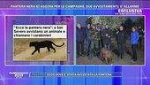 Allarme pantera nera a San Severo - Testimonianze esclusive
