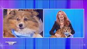 Dalla parte degli animali - Ogni domenica ore 10.50 su Rete4