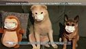 Coronavirus: Cina, animali con la mascherina