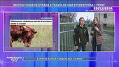 Mucca fugge in strada e travolge una studentessa
