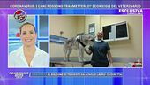 Coronavirus: i cani possono trasmetterlo?
