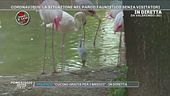 Coronavirus: la situazione nel parco faunistico senza visitatori
