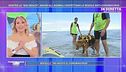Pronta a ripartire anche la spiaggia dedicata ai nostri amici animali