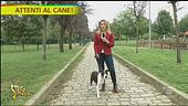 Truffe canino-amorose