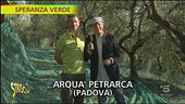 Le olive di Arquà Petrarca