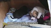 Cani randagi a Carpineto romano