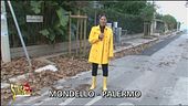 I pini sostituiti a Palermo
