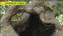 Il platano ultracentenario di Padova