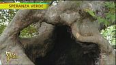 Il platano ultracentenario di Padova