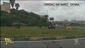 Cani randagi in ospedale a Catania