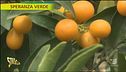Cos'è il Kumquat