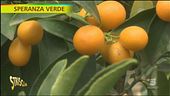 Cos'è il Kumquat