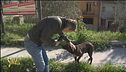 Cani randagi a Caltagirone (CT)