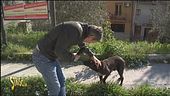 Cani randagi a Caltagirone (CT)