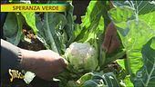 Le proprietà benefiche del cavolfiore bianco