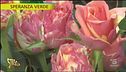 Come coltivare le rose fuori dal terreno