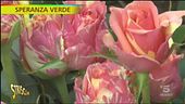 Come coltivare le rose fuori dal terreno