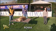Coronavirus, i consigli del veterinario per chi ha un cane