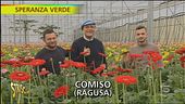 Gerbere, curiosità e come coltivarle