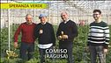 Zucchine e fiori di zucca, proprietà e consigli
