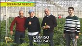 Zucchine e fiori di zucca, proprietà e consigli