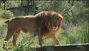 Animali da salvare, l'appello della LAV